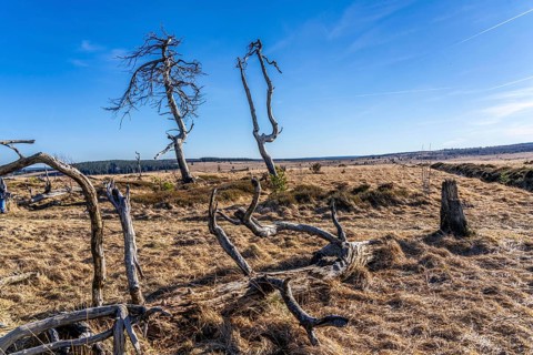 Noir Flohay ghost forest, remnants of a forest fire from 2011 in the High Fens, high moor, in the
