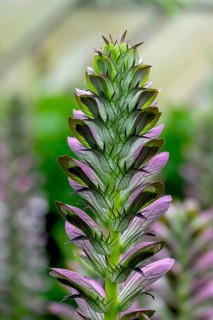 Sea dock (Acanthus mollis), North Rhine-Westphalia, Germany, Europe
