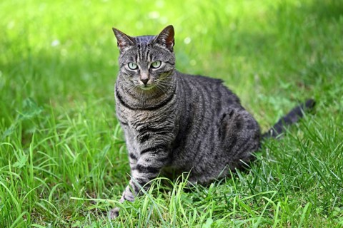 Grey tabby cat sitting in the grass