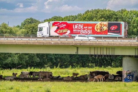 Lorry on the A40 motorway, bridge over the Ruhr and Styrumer Ruhrauen, herd of cattle, dairy cows