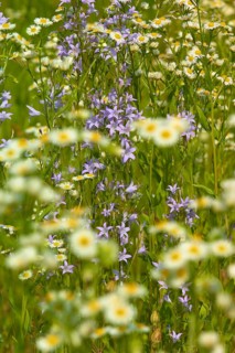 Matricaria chamomilla (Chamomilla) and bellflower (Campanula) in the meadow in summer, Spessart,