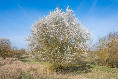 Blackthorn (Prunus spinosa) white flowering, Thuringia, Germany, Europe