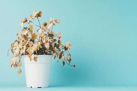 Neglected withered house plant with hanging dry leaves in white flower pot on blue background.