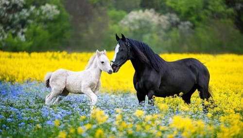 A black stallion and a foal, studio, AI generated