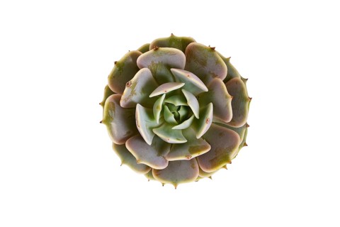 Top view of Echeveria Pollux succulent plant on white background. Generative Ai