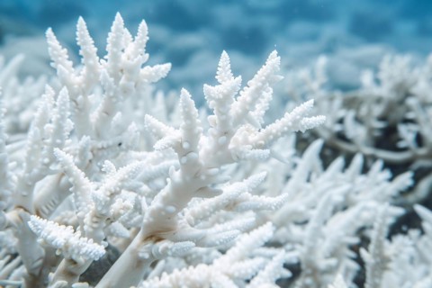 White bleached coral reef caused by change in ocean temperature. KI generiert, generiert, AI
