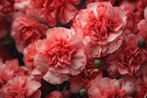 Close up of peach colored Carnations summer flowers. KI generiert, generiert KI generiert,
