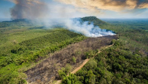 Forest, Jungle, Jungle, Slash-and-burn, Aerial view, AI generated, AI generated