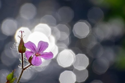 Herb robert (Geranium robertianum) Flower against the light