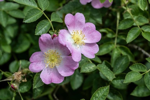 Sweet briar (Rosa rubiginosa), Mecklenburg-Western Pomerania, Germany, Europe