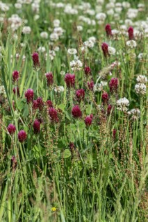 Incarnate clover (Trifolium incarnatum) and white clover (Trifolium repens), Emsland, Lower Saxony,