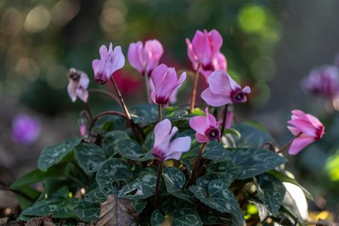 Cyclamen hederifolium or Neapolitan cyclamen (Cyclamen hederifolium), Emsland, Lower Saxony,
