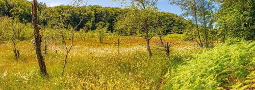 A spacious meadow with flowers, framed by trees under a blue sky, Rügen, Jasmund National Park