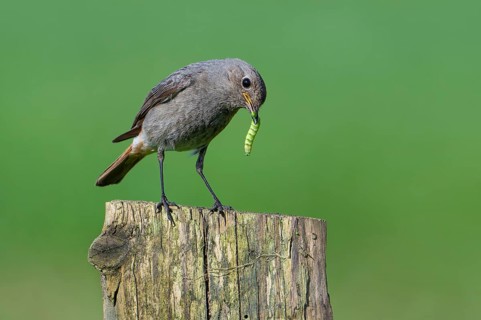 Black redstart (Phoenicurus ochruros gibraltariensis) female, first calendar year male perched on