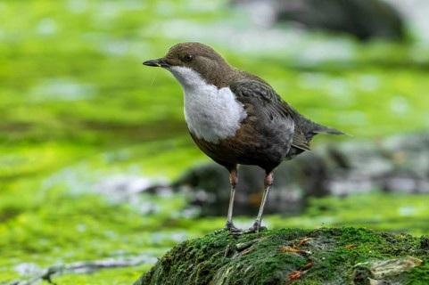 White-throated dipper, Central European dipper (Cinclus cinclus aquaticus) on rock in stream, river