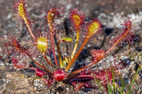Oblong-leaved sundew, spoonleaf sundew, spatulate leaved sundew (Drosera intermedia), insectivorous