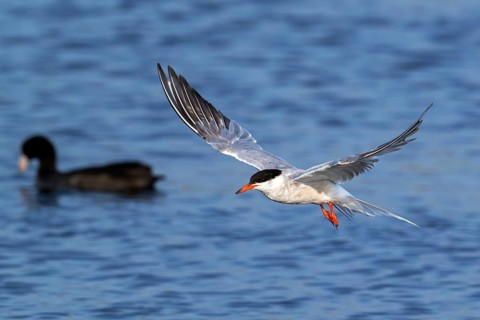 Common tern (Sterna hirundo) adult in breeding plumage flying over coot swimming in pond in summer