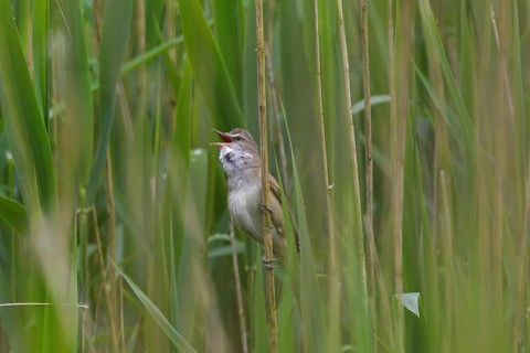 Great reed warbler (Acrocephalus arundinaceus) male singing from reed stem in reedbed in spring