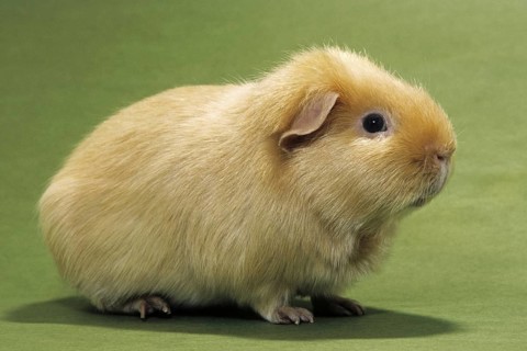Cute golden cavy, guinea pig (Cavia porcellus) portrait
