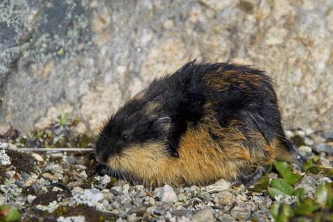 Norway lemming (Lemmus lemmus) on the tundra, Lapland, Sweden, Europe
