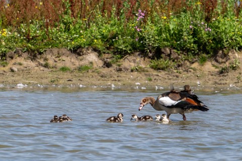 Egyptian goose (Alopochen aegyptiaca) with goslings swimming in pond in wetland in summer