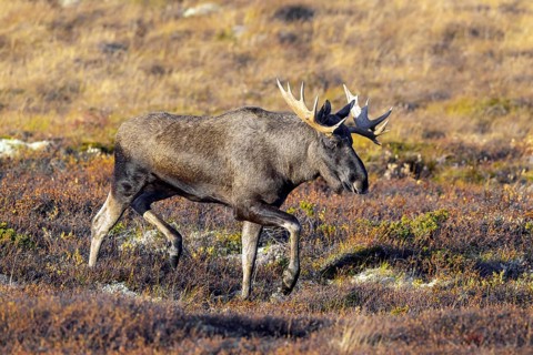 Moose, elk (Alces alces), adult bull, male foraging on the tundra in autumn, fall, Sweden,