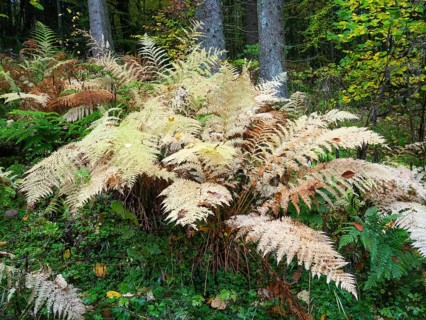 Bracken (Pteridium aquilinum) in autumn colour, in the Rhön UNESCO Biosphere nature reserve, county