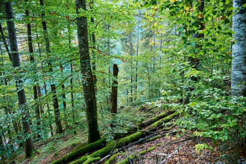 Forest at Lake Koenigssee in autumn, Alps, Bavaria, Germany, Europe