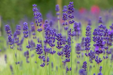 Lavender in bloom, North Rhine-Westphalia, Germany, Europe
