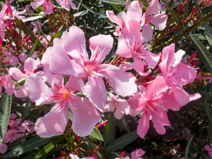 Flowering oleander (Nerium oleander), Italy, Europe