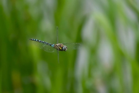 Migrant hawker dragonfly (Aeshna mixta) adult insect flying in the summer, Suffolk, England, United
