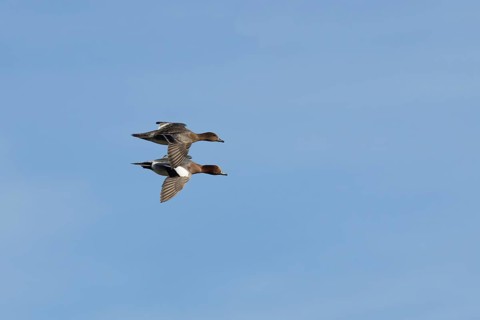 Eurasian wigeon (Mareca penelope) adult male and female birds flying together, Lincolnshire,