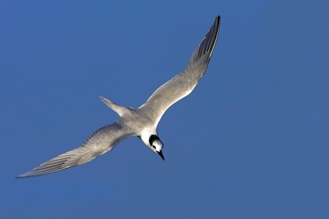 Sandwich tern (Sterna sandvicensis), Bowman's Beach, Sanibel Island, Florida, USA, North America