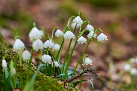 Spring snowflake (Leucojum vernum) flowering in a forest in spring, Upper Palatinate, Bavaria,