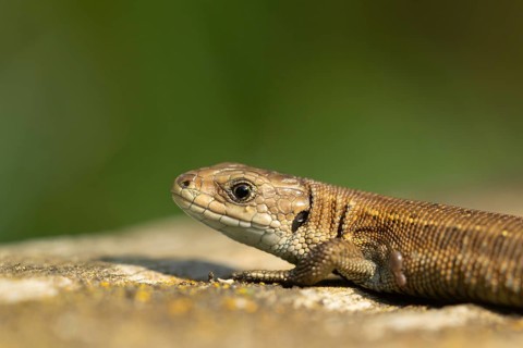 Common lizard (Zootoca vivipara) adult reptile basking on a wooden sleeper, England, United