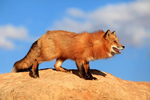Red fox (Vulpes vulpes), adult, on rocks, alert, attentive, Monument Valley, Utah, USA, North