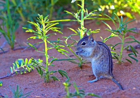 Striped grass mouse Rhabdomys) foraging Kalahari South Africa
