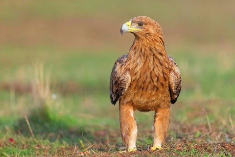 Spanish imperial eagle (Aquila adalberti), El Millaron Imperial Eagle Hid, Salorino, Extremadura