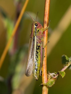 Large marsh grasshopper (Stethophyma grossum) female, resting on plant stalk, in marshland, Hesse,
