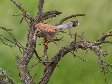 A kestrel perched on a twisted branch with prey in its talons, partially crouched, defending its