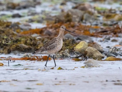 Bar-tailed Godwit (Limosa lapponica) adult male in non breeding plumage, on Artic Ocean coastline
