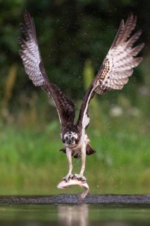 Western osprey (Pandion haliaetus) hunting, Aviemore, Scotland, Great Britain