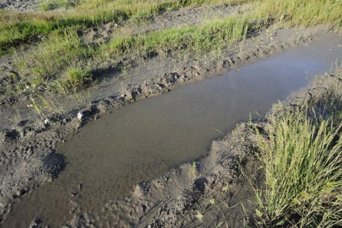 Natterjack toad (Epidalea calamita, Bufo calamita), tadpoles in a puddle, North Rhine-Westphalia,