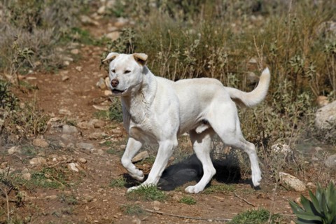 Dingo (Canis lupus dingo), Antequera, Andalusia, Spain, Captive, Europe