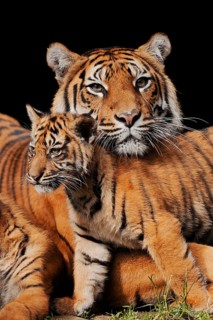 Sumatran tiger (Panthera tigris sumatrae), female with young, captive, occurring in Sumatra,