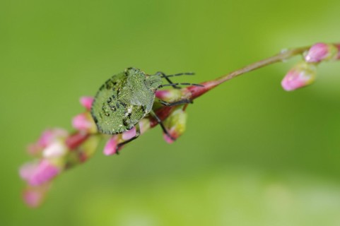 Green stink bug or green shield bug (Palomena prasina), nymph, North Rhine-Westphalia, Germany,