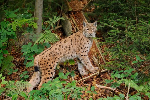 Eurasian lynx (Lynx lynx) s in autumn forest, Bavarian Forest National Park