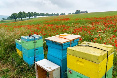 Beehives, beekeeping in a cornfield with blooming poppies, near Warstein, Sauerland, North