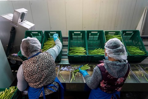Asparagus farm, green asparagus is washed, cut and sorted by quality after harvesting, near