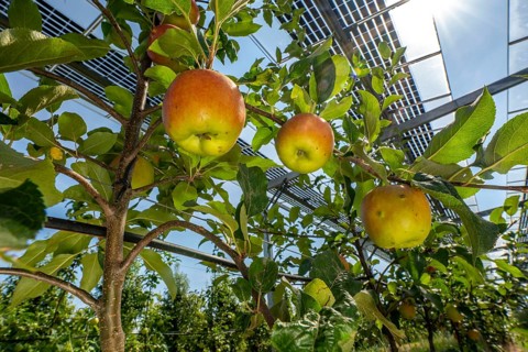 Agri-photovoltaic test plant, an apple tree plantation with two different systems of PV modules was
